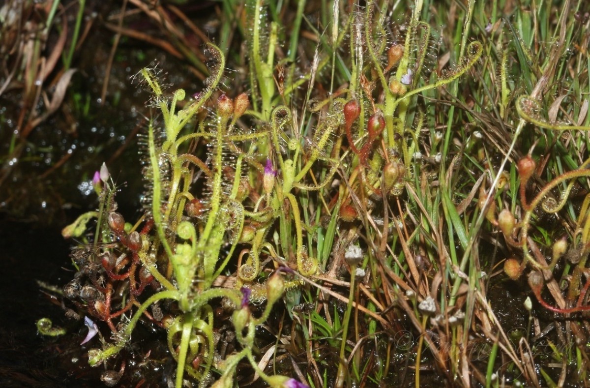 Drosera indica L.